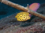 Juvenile Boxfish